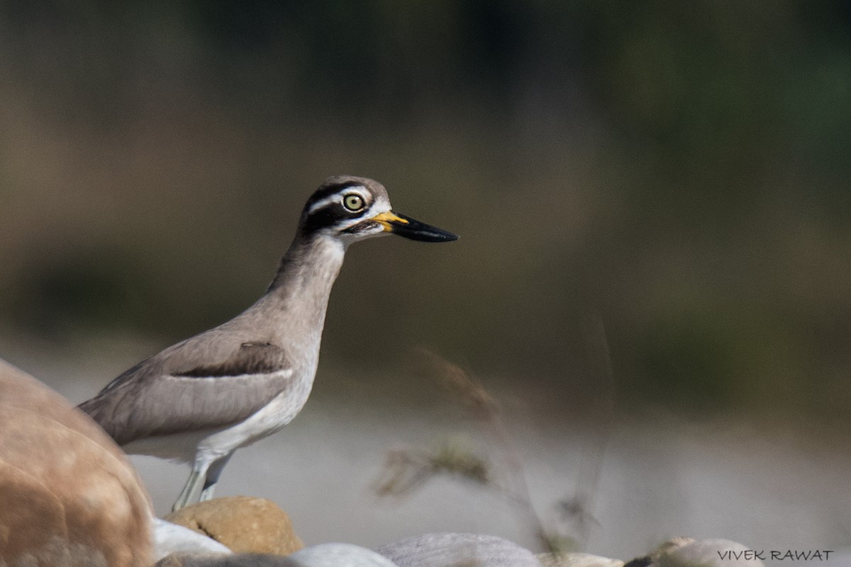 Great Thick-knee - ML509161311