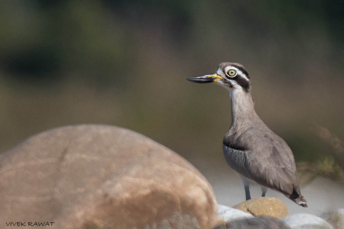 Great Thick-knee - ML509161351