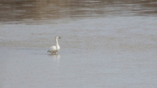 Tundra Swan, ML50916621
