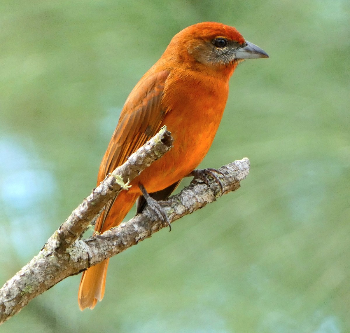 Hepatic Tanager - ML509167151