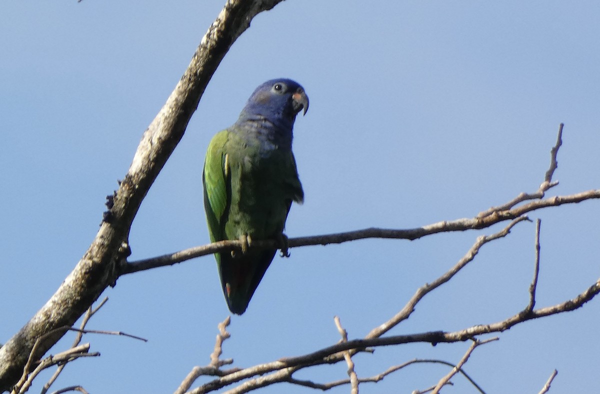Blue-headed Parrot - ML509168111