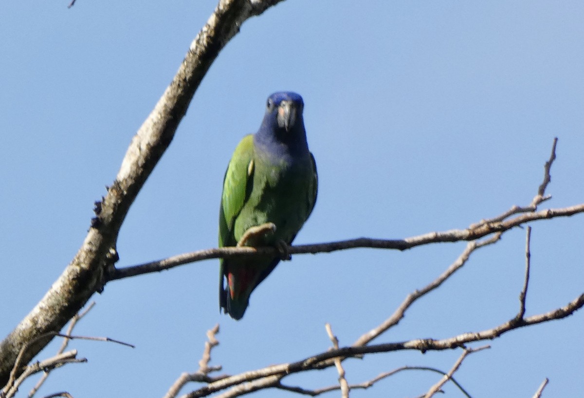 Blue-headed Parrot - ML509168121