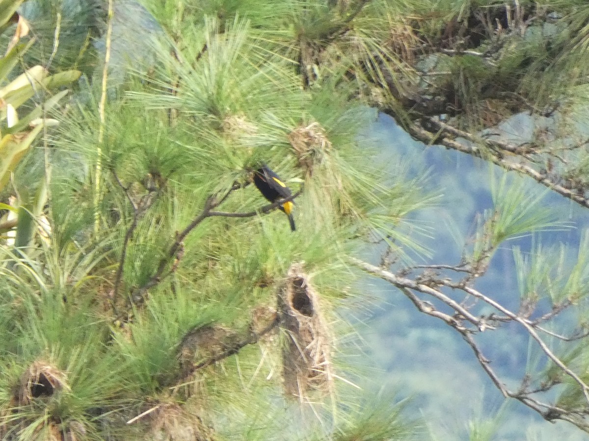 Yellow-rumped Cacique - ML509168521