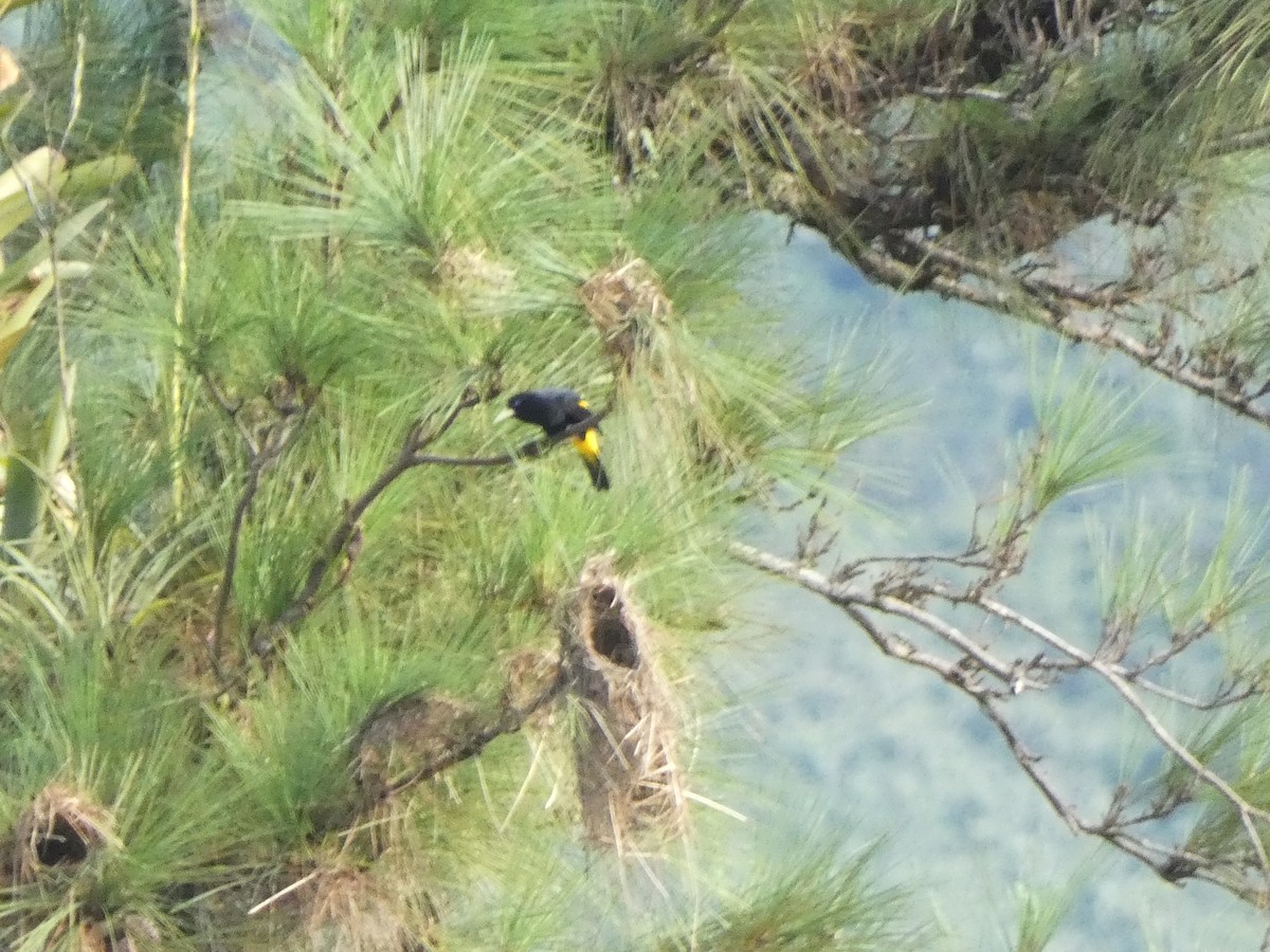 Yellow-rumped Cacique - ML509168531