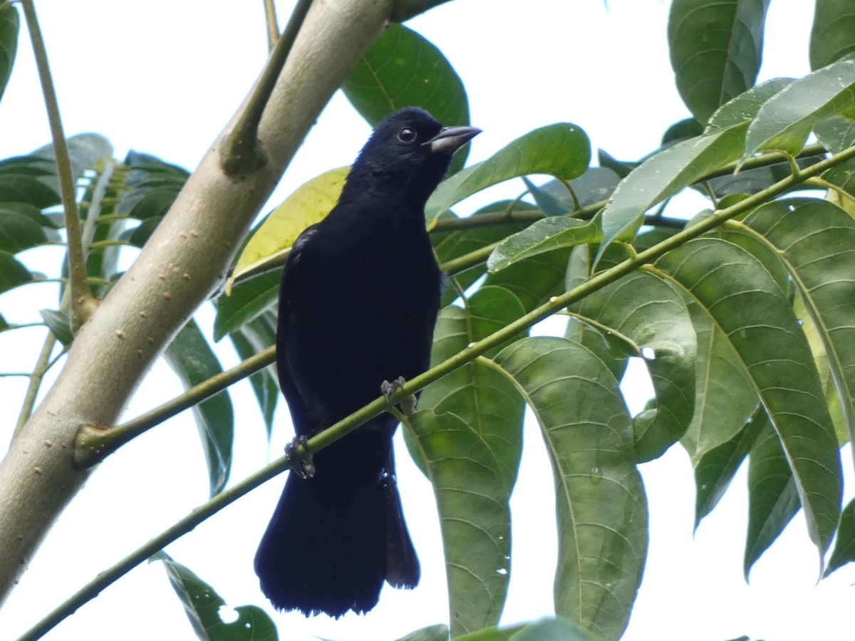 White-lined Tanager - ML509168551
