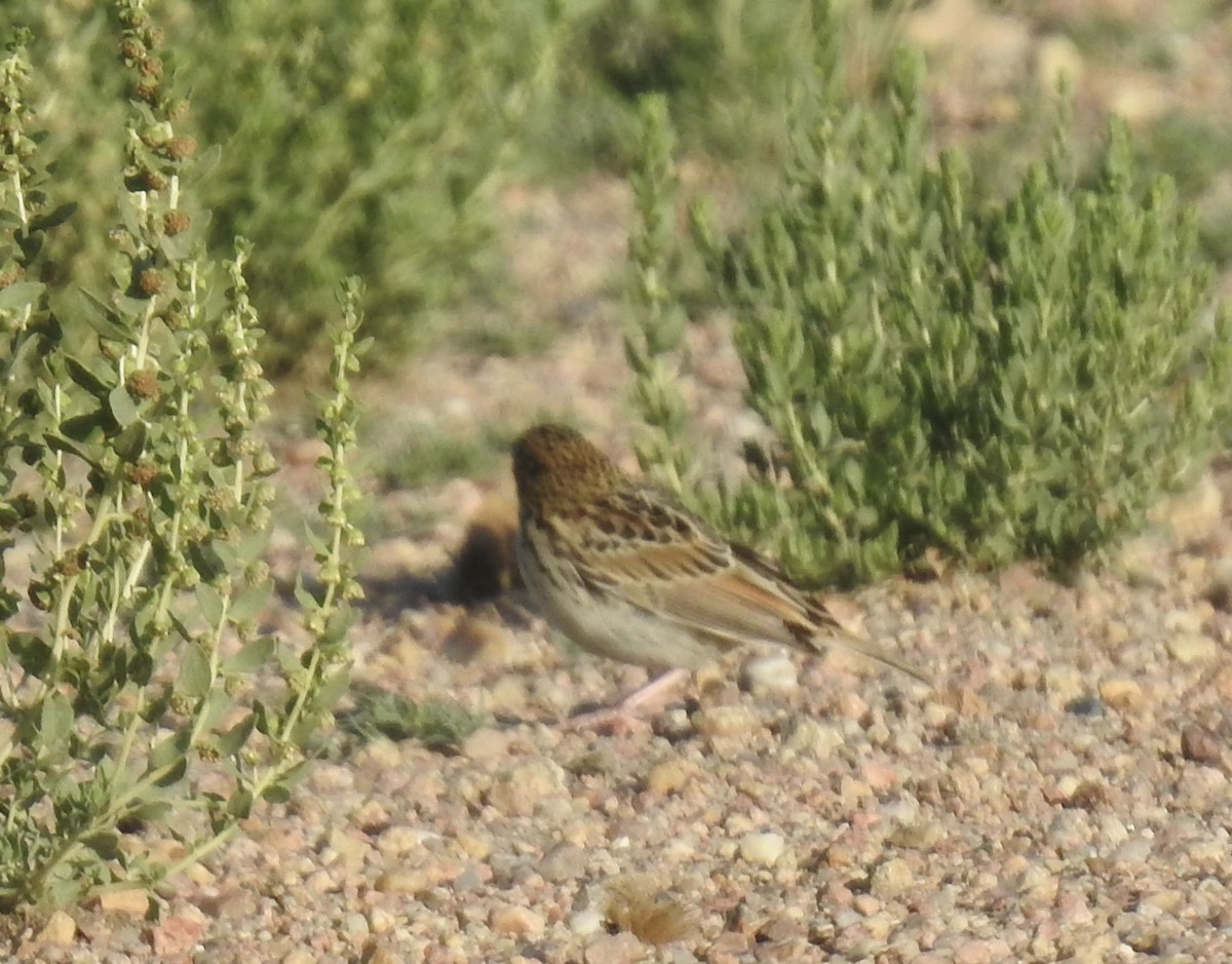 Baird's Sparrow - ML509169891