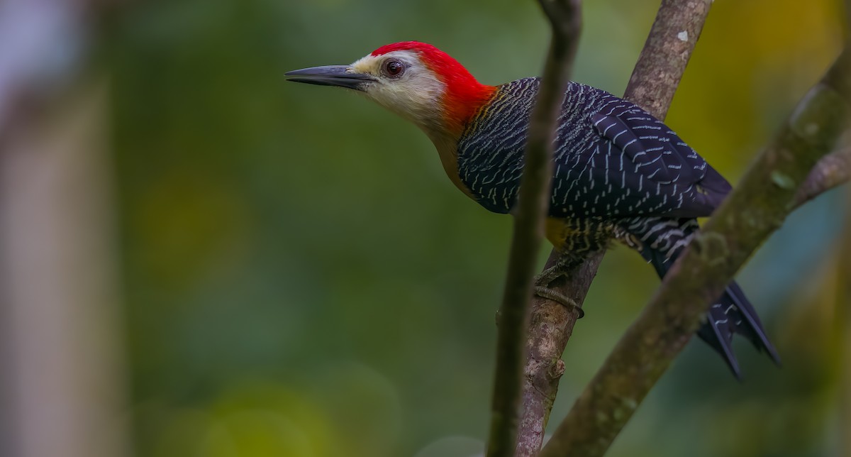 Jamaican Woodpecker - W. Gareth Rasberry