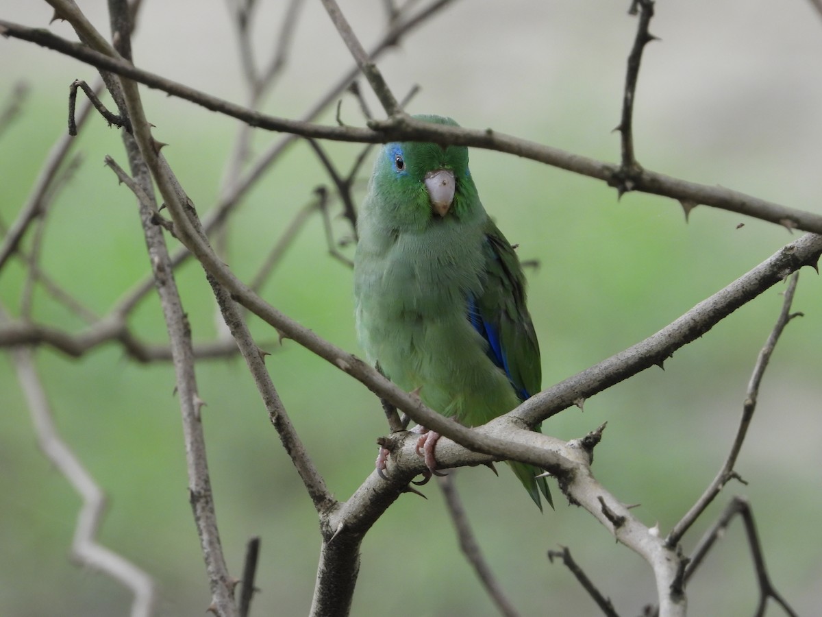 Spectacled Parrotlet - ML509178271