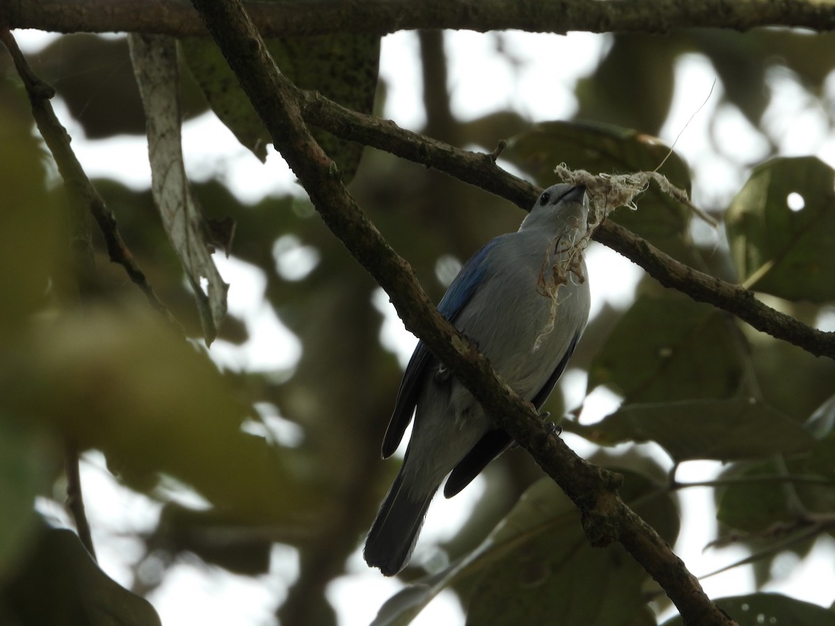 Blue-gray Tanager - ML509178481