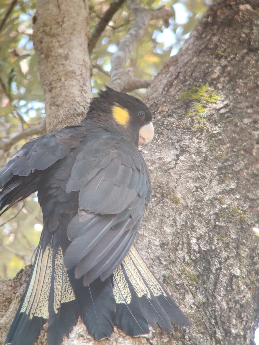 Yellow-tailed Black-Cockatoo - ML509187301