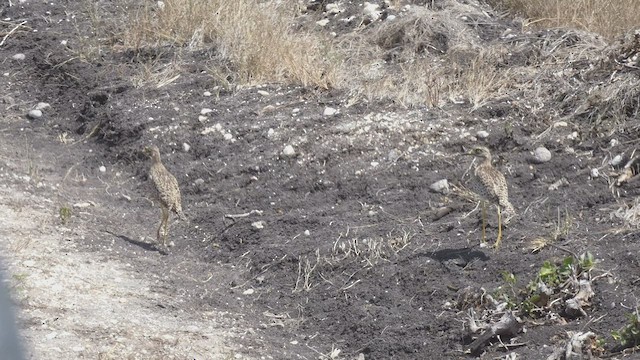 Spotted Thick-knee - ML509189371