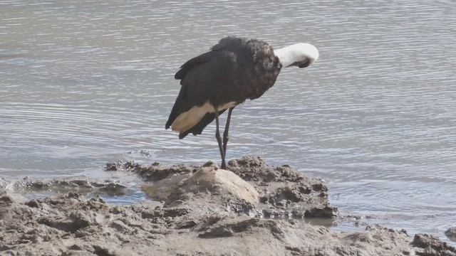 African Woolly-necked Stork - ML509189701