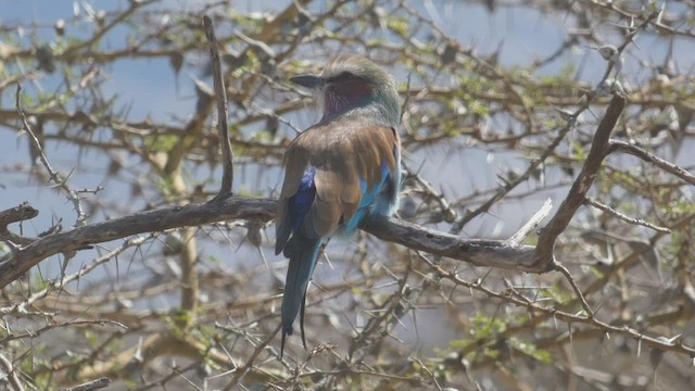 Lilac-breasted Roller - ML509190111