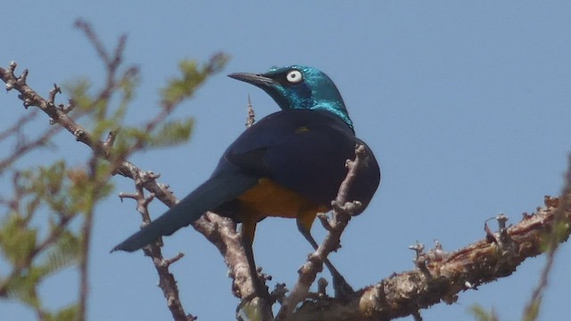 Golden-breasted Starling - ML509190431