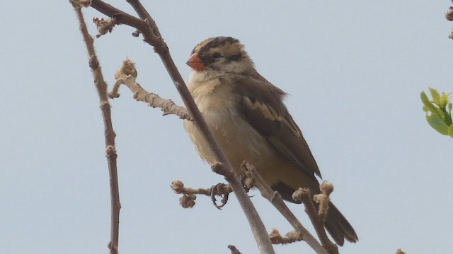 Pin-tailed Whydah - ML509190701