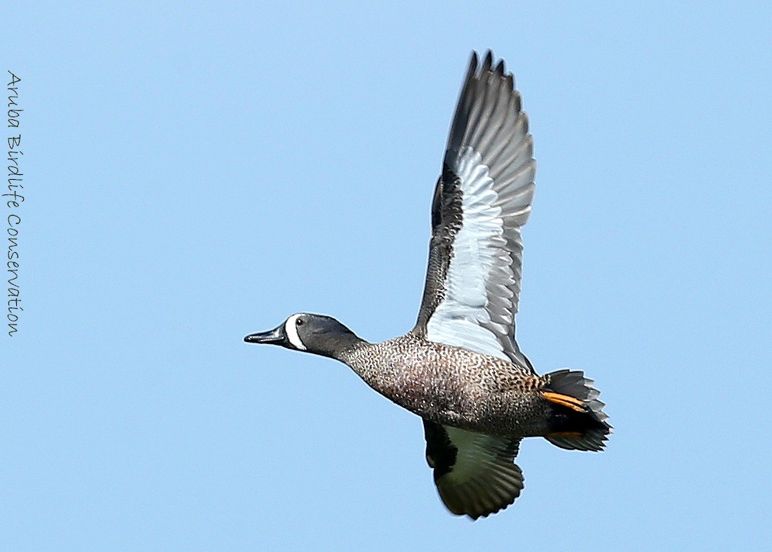 Blue-winged Teal - ML50919181
