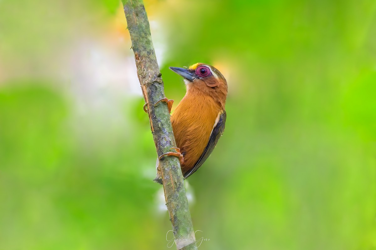 White-browed Piculet - ML509193131