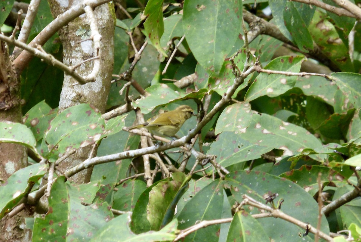 Lompobattang Leaf Warbler - Rich Bayldon
