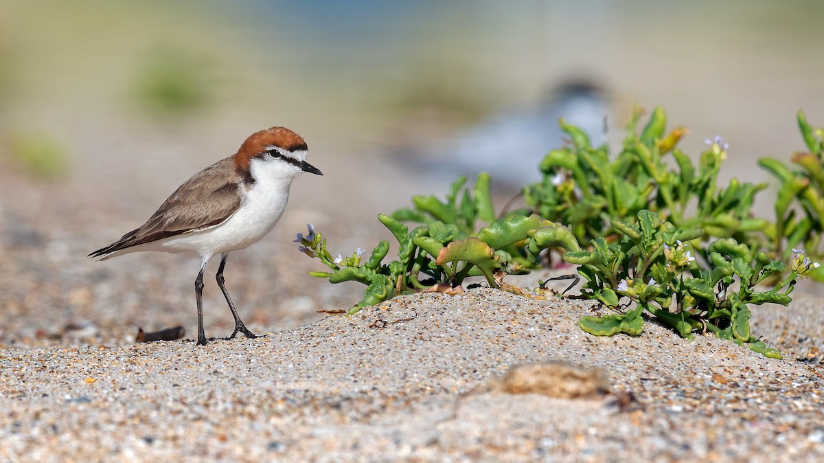 Red-capped Plover - Martin Anderson