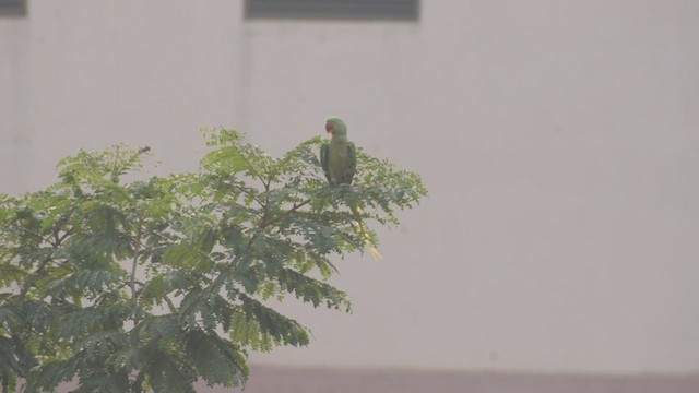 Александрийский попугай - ML509201551