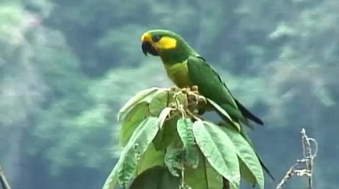 Yellow-eared Parrot - ML509211161