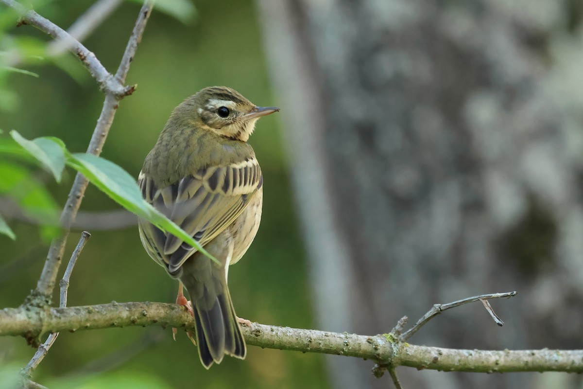 Olive-backed Pipit - Tiago Guerreiro