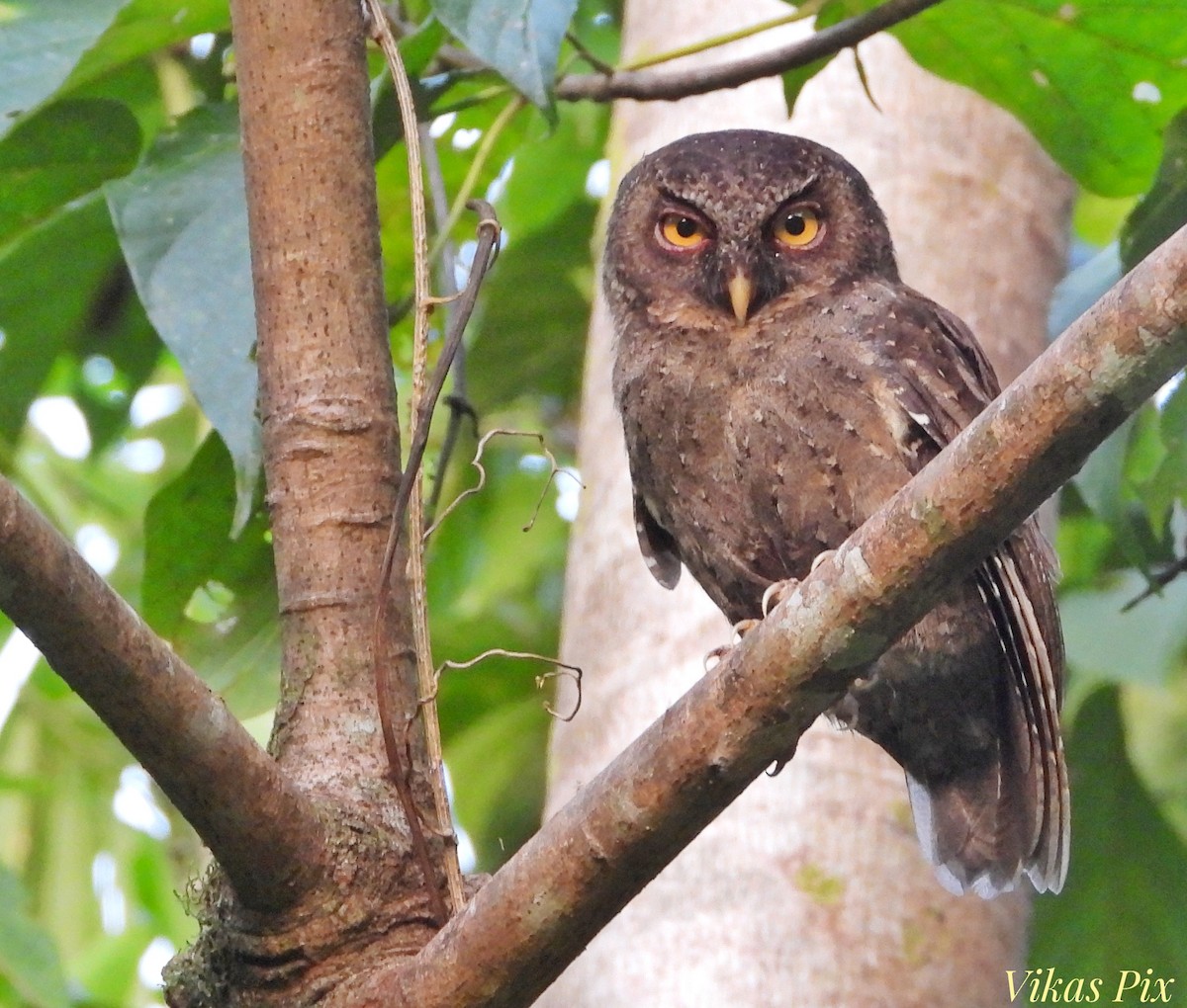 Andaman Scops-Owl - ML509221661