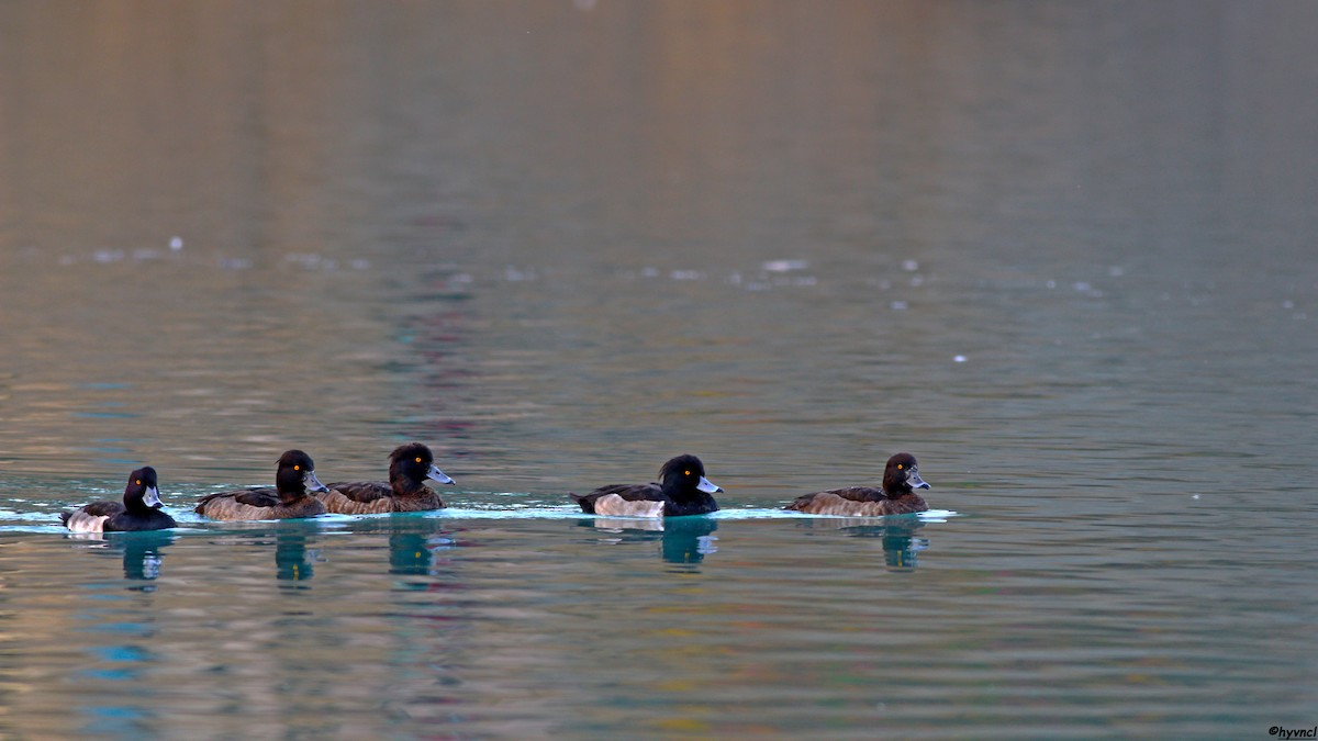 Tufted Duck - ML509221851