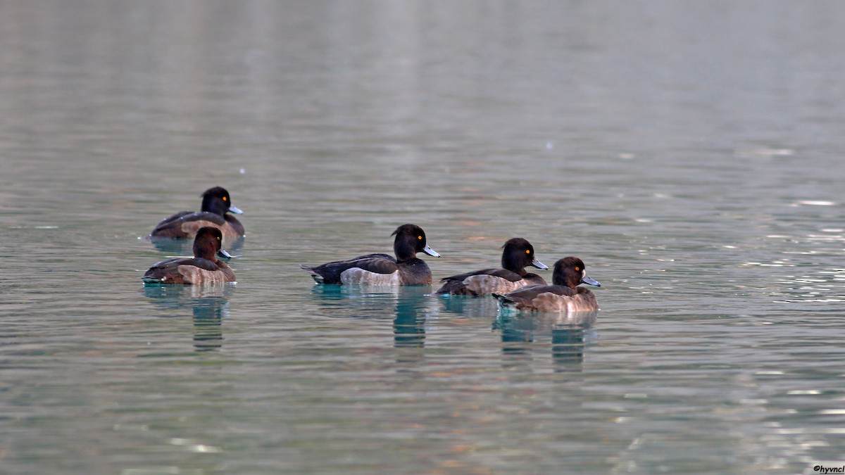 Tufted Duck - ML509221901