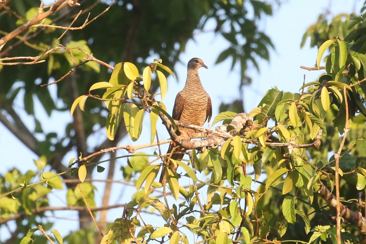 Tanimbar Cuckoo-Dove - ML509222251