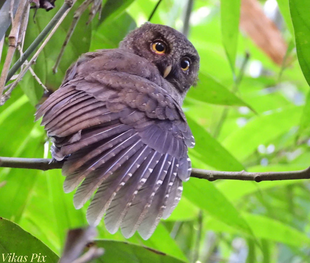 Andaman Scops-Owl - Ram Vikas