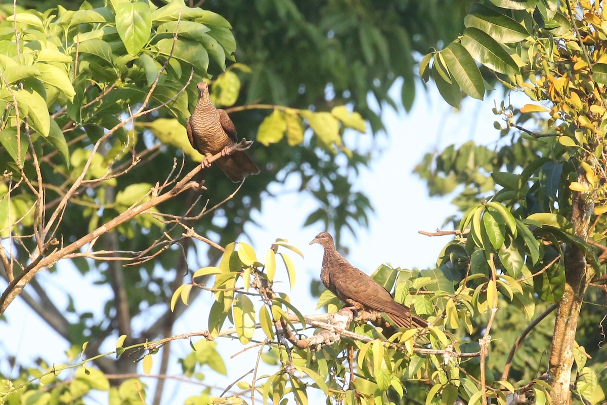 Tanimbar Cuckoo-Dove - ML509225761