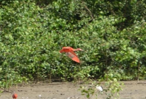 ibis rudý - ML509226151