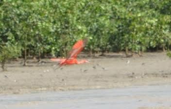 ibis rudý - ML509226171