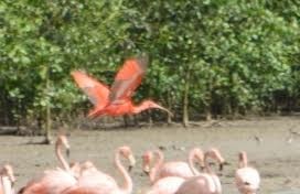 ibis rudý - ML509226181