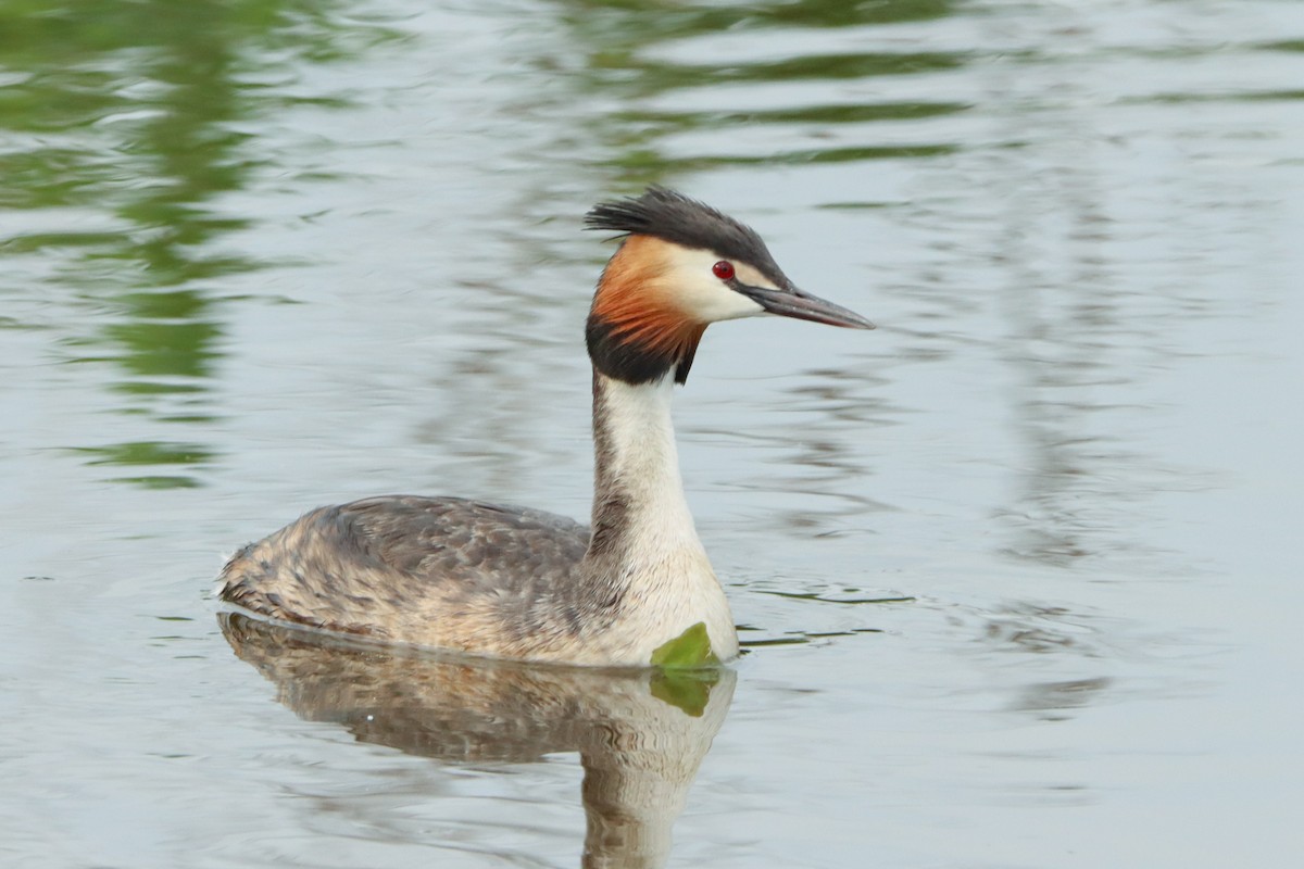 Great Crested Grebe - ML509226661