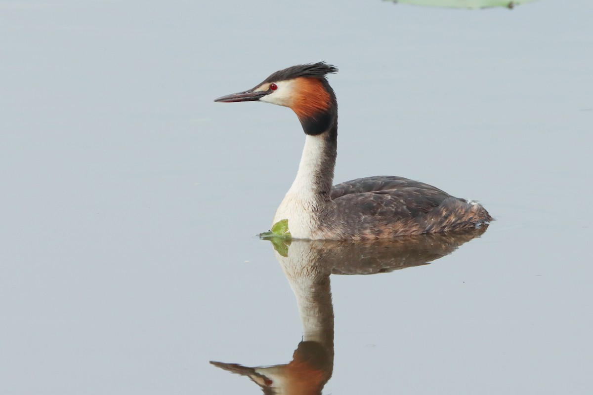 Great Crested Grebe - ML509226681