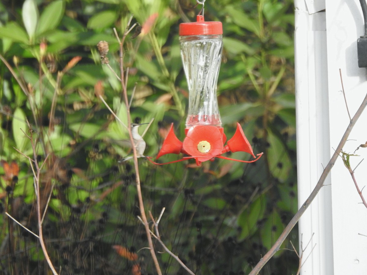 Ruby-throated Hummingbird - ML509227211