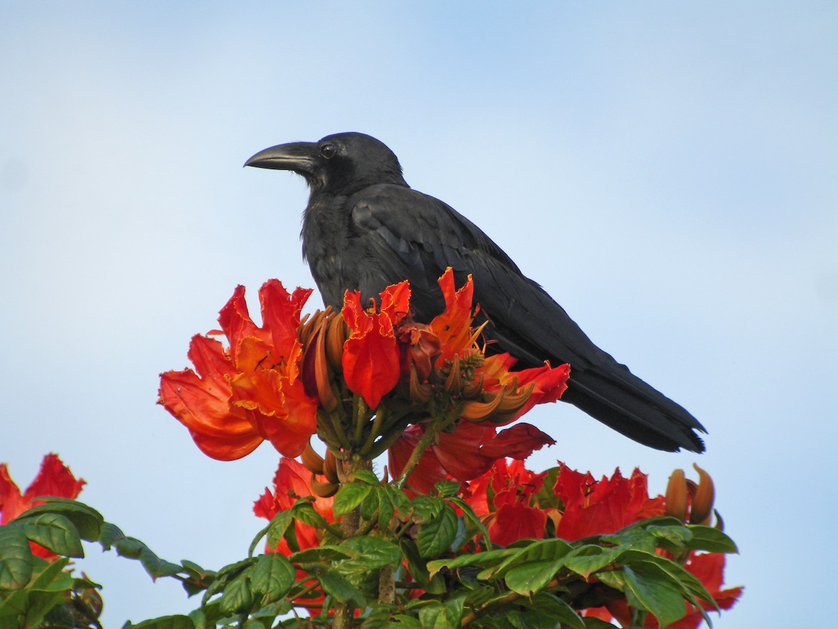 Slender-billed Crow (Sulawesi) - Mark D. Read