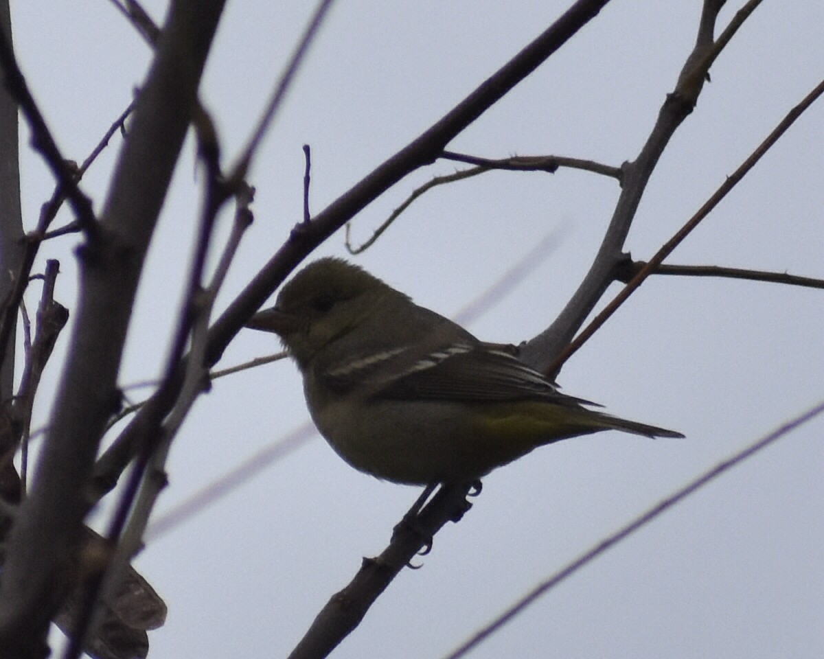 ebird-checklist-30-nov-2022-eastern-shore-of-virginia-nwr-27-species
