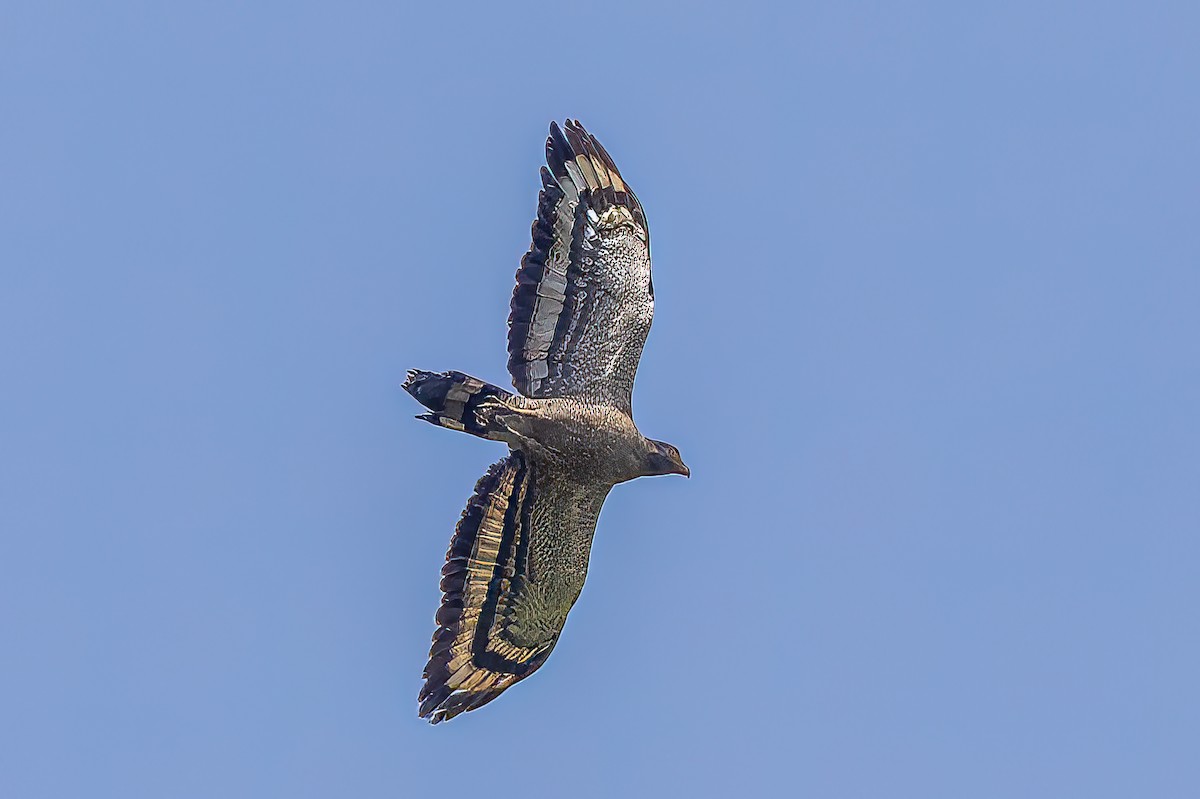 Crested Serpent-Eagle - ML509239721