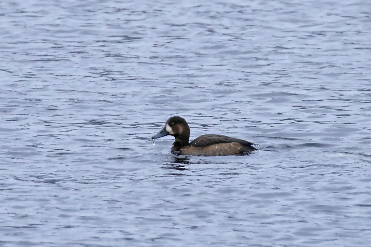 eBird Checklist - 2 Dec 2022 - Prången, Åsunden, Ulricehamn - 7 species