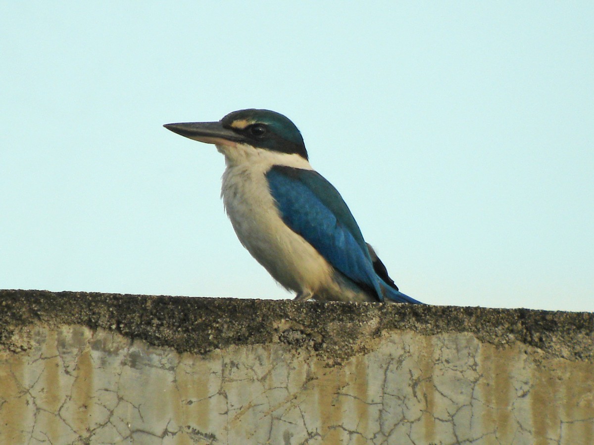 Collared Kingfisher (Collared) - Mark D. Read