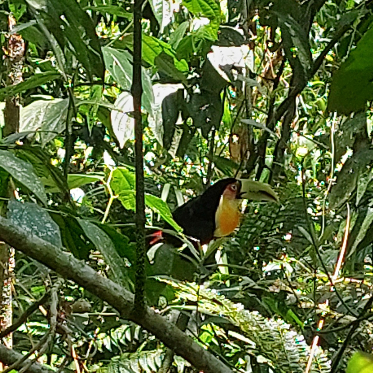 Red-breasted Toucan - ML509247571