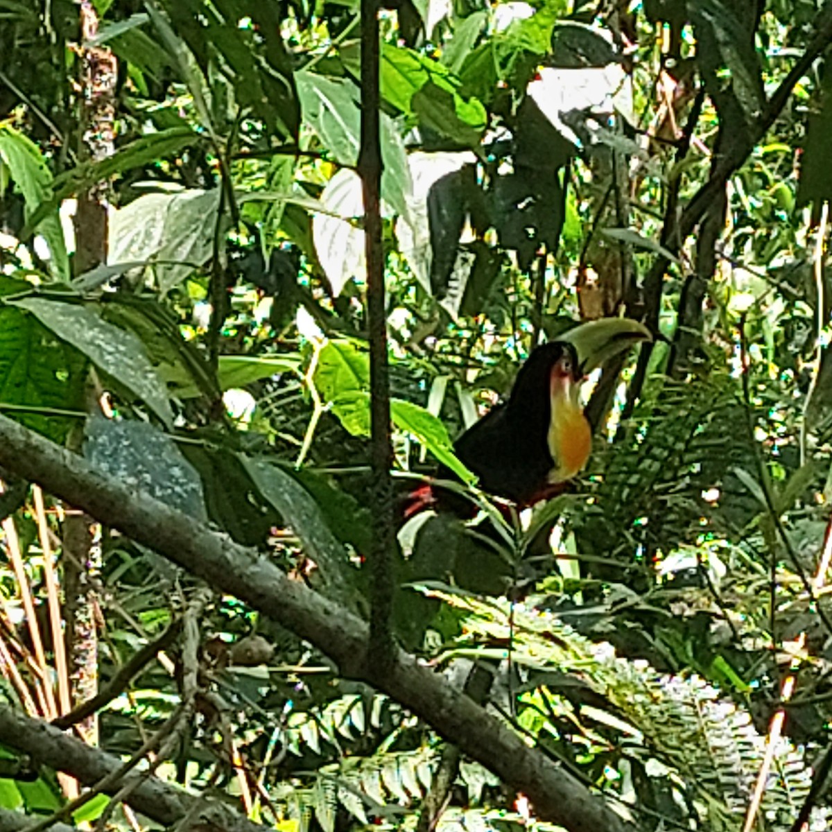 Red-breasted Toucan - ML509247581