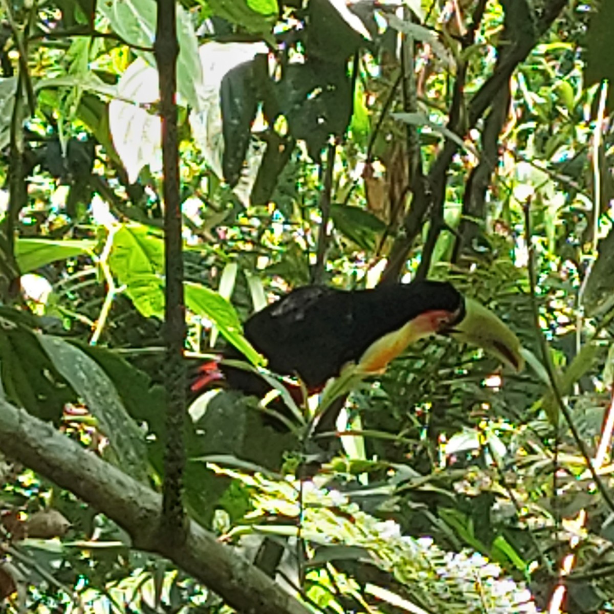 Red-breasted Toucan - ML509247591