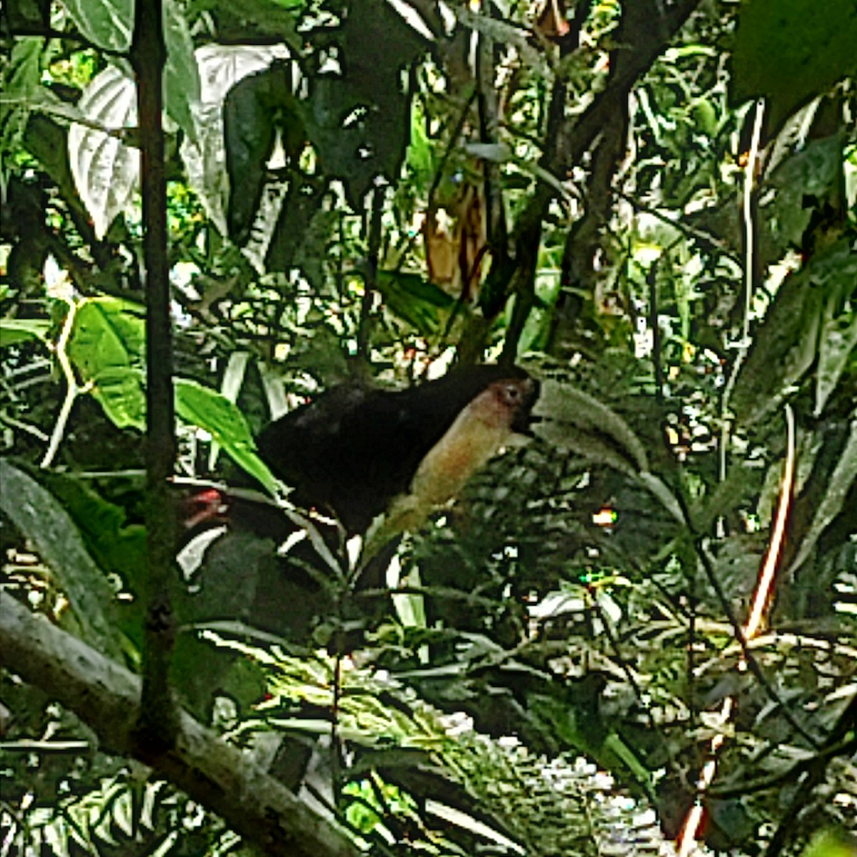 Red-breasted Toucan - ML509247601