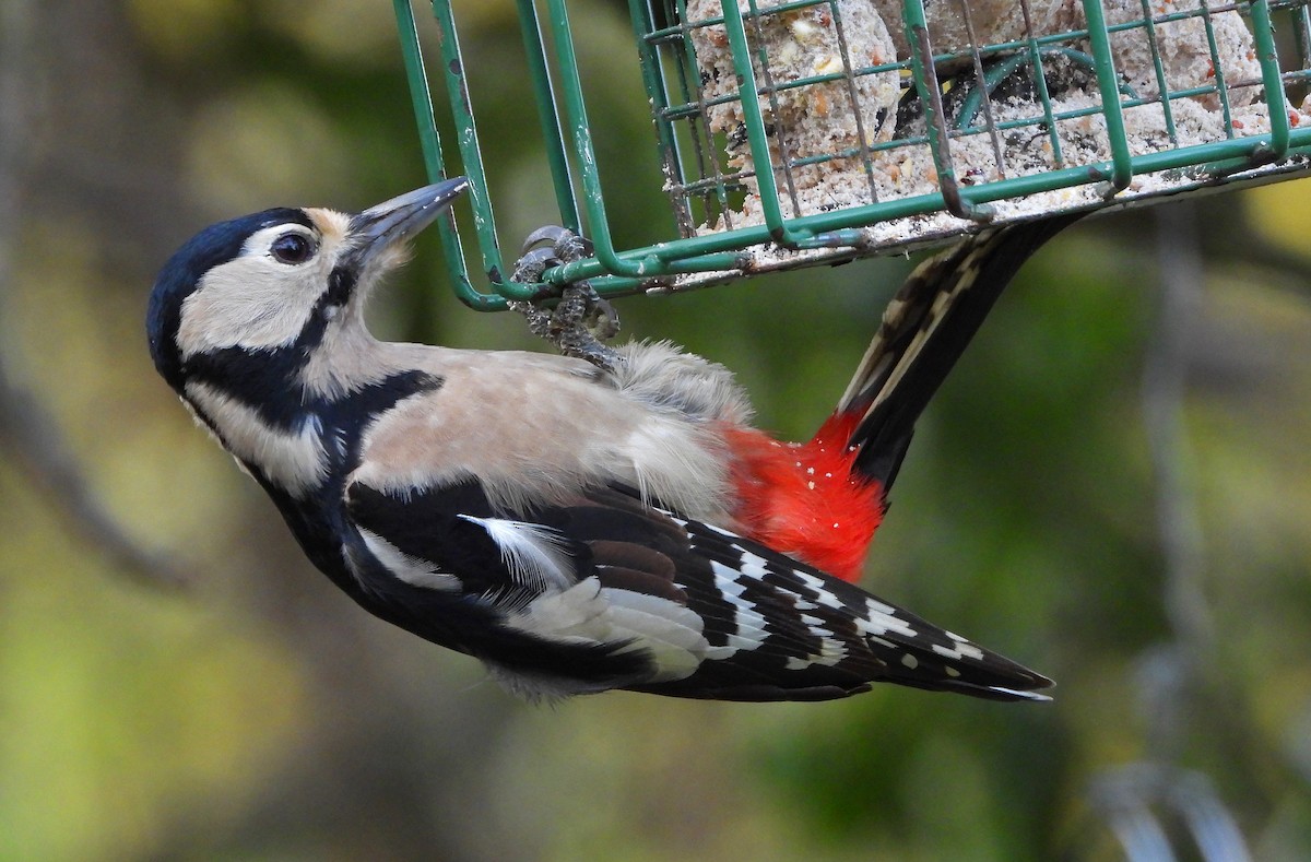 Great Spotted Woodpecker - ML509248741