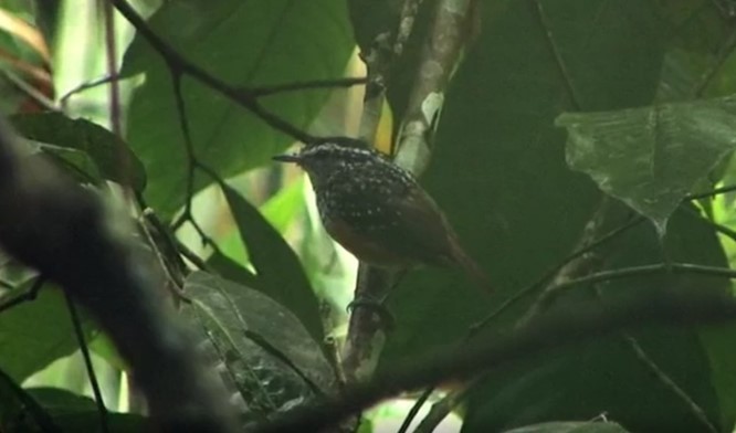 Peruvian Warbling-Antbird - ML509248911