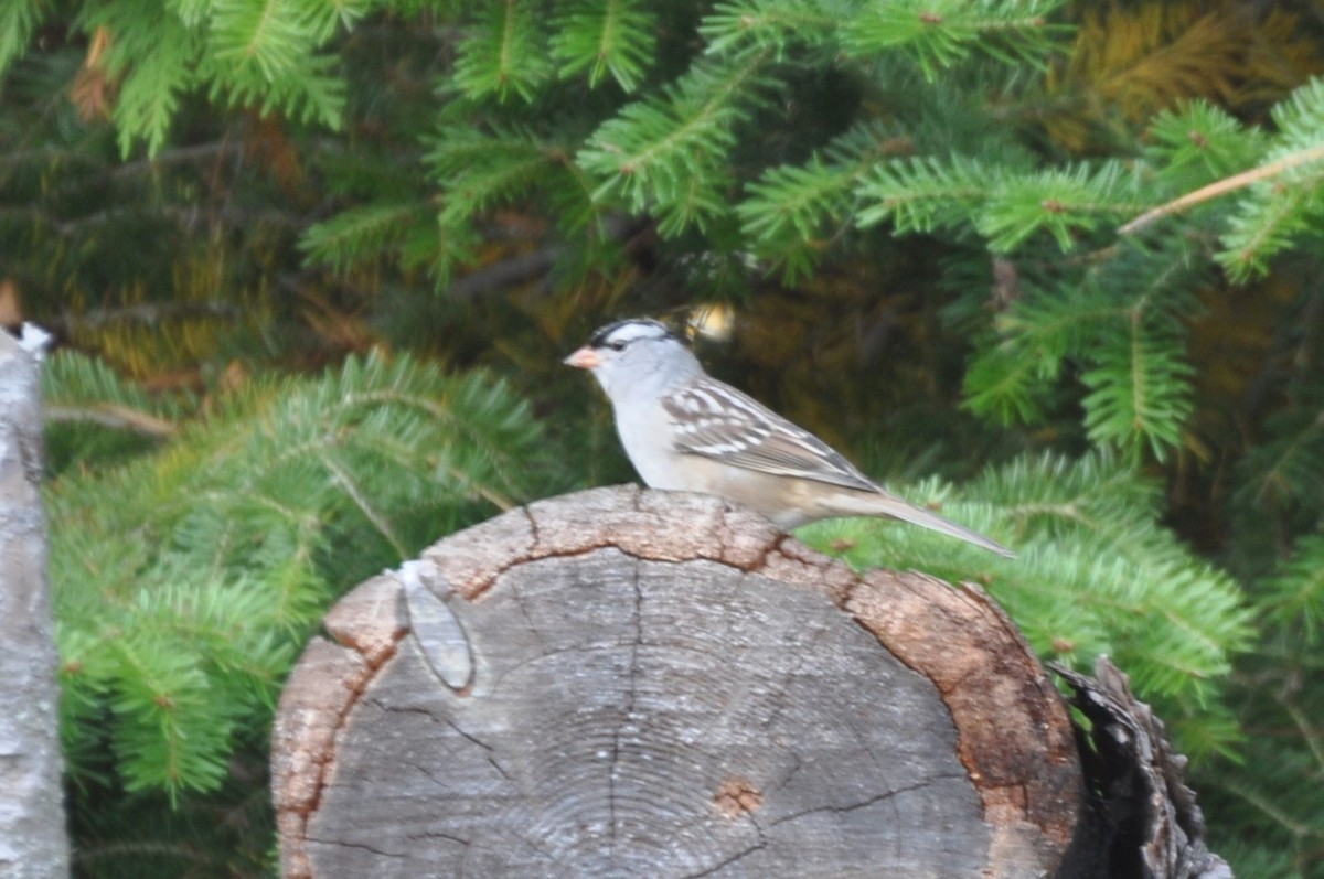 White-crowned Sparrow - ML509254281